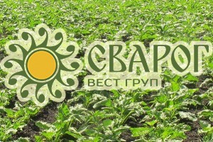Cварог Вест Груп обновляет стратегию развития — Метелева