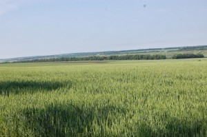 В Харьковской области засеяли под яровые 460 тыс. га