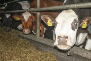 В Украине произведено животноводческой продукции на 77 млрд грн