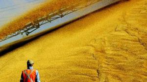 УКРАИНА ЭКСПОРТИРОВАЛА СЕЛЬХОЗПРОДУКЦИИ НА $7,7 МЛРД