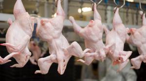 Украина хочет расширить экспорт сельхозпродукции  в ОАЭ